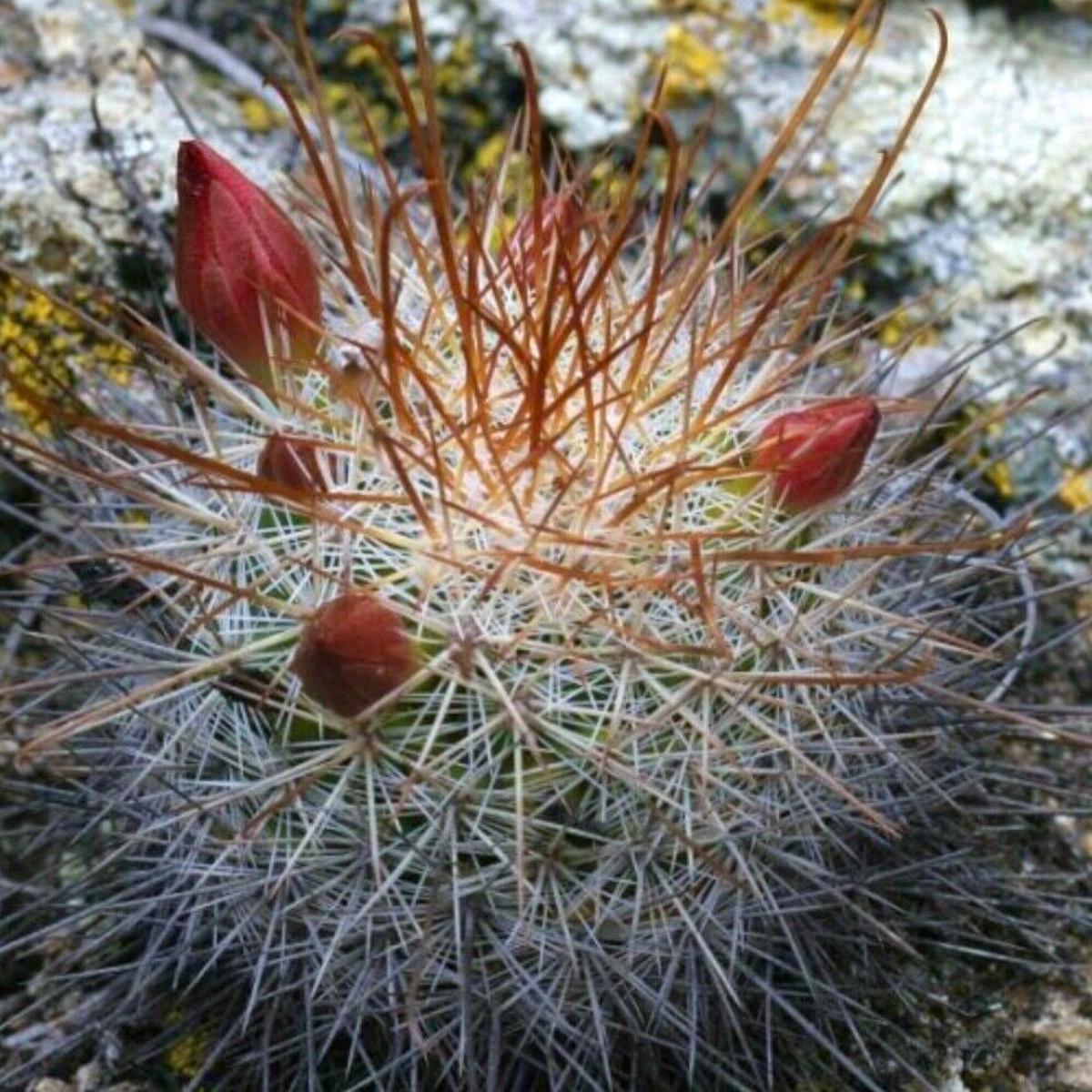Mammillaria albrechtiana (Mrtir Quiechap) SEEDS