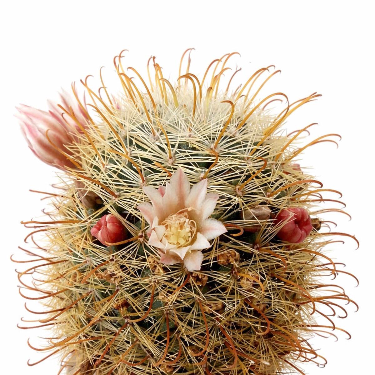 Mammillaria gilensis SEEDS