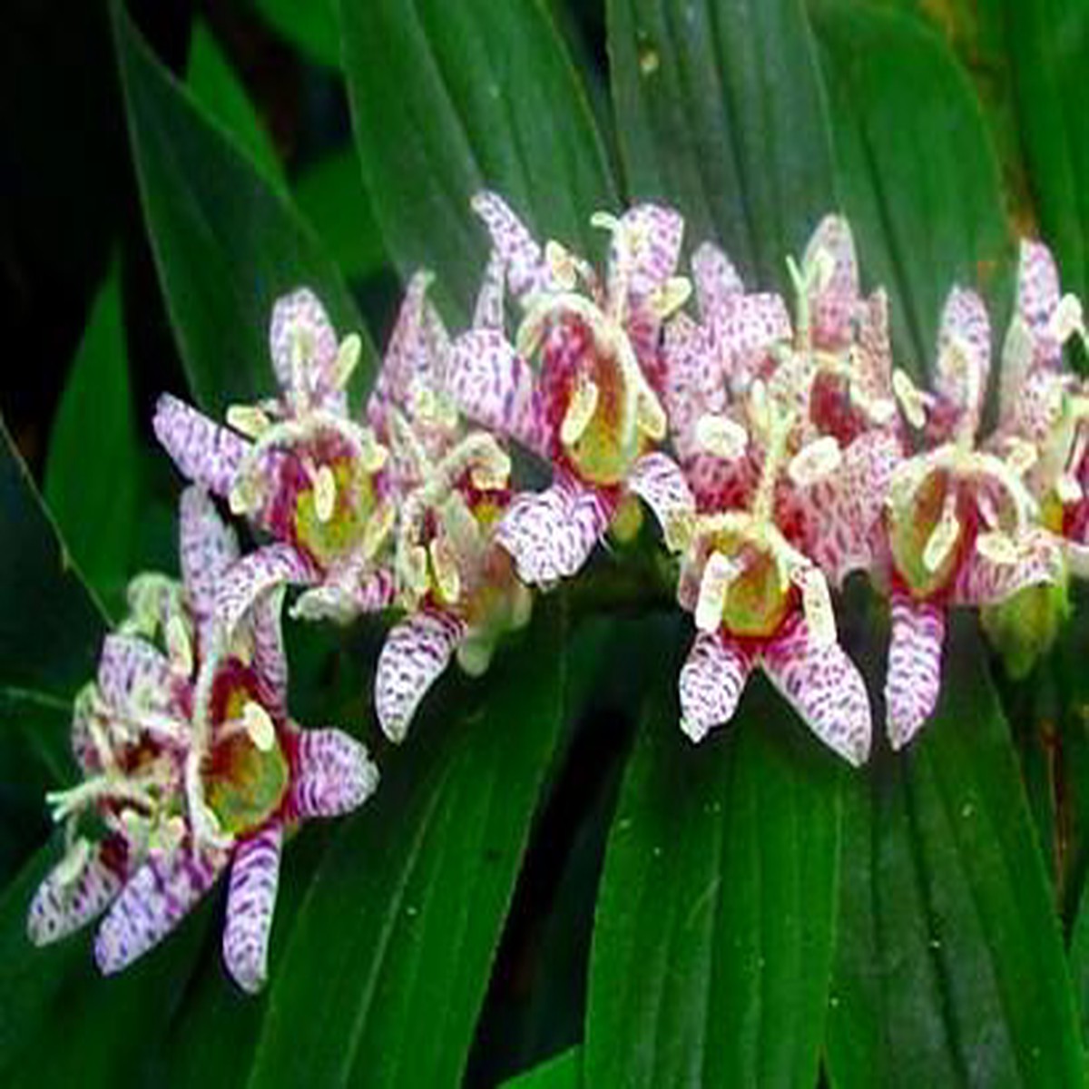 Miyazaki Toad Lily 10 Seeds -Tricyrtis- Shade Perennial