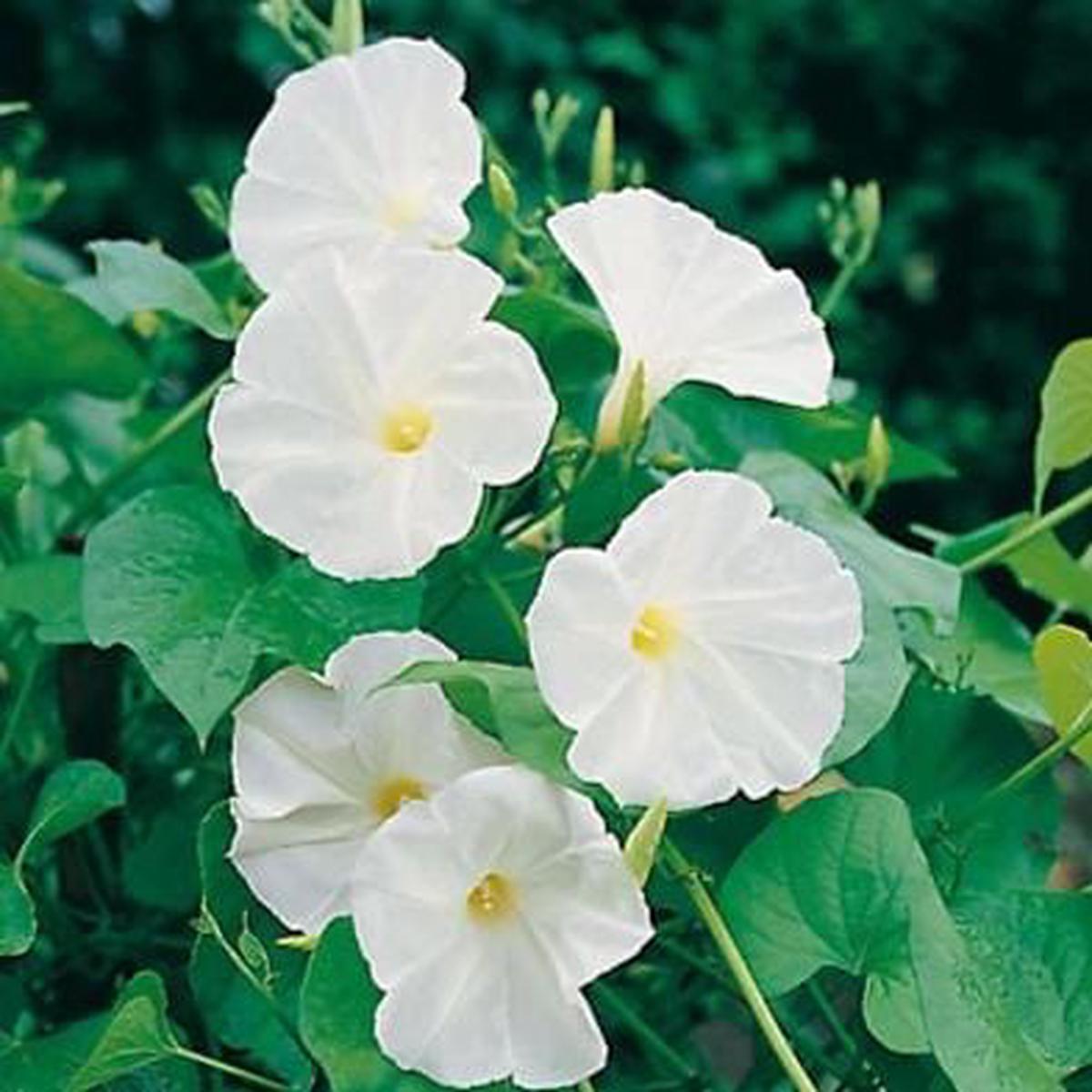Morning Glory Moonflower - Mr. Fothergill's Seeds