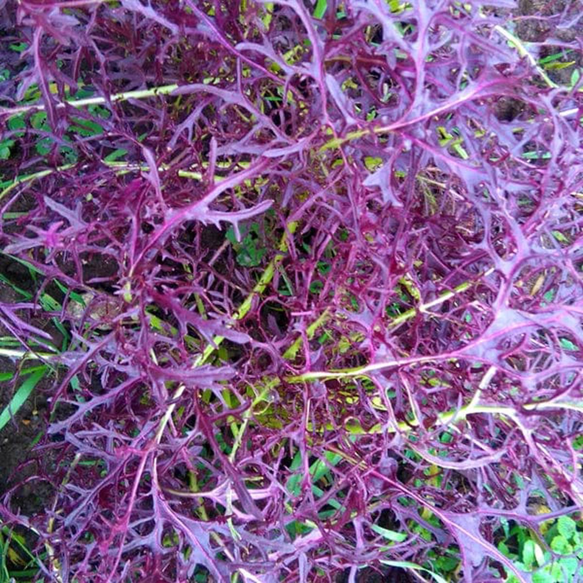Mustard Ruby Streaks - Saanich Organics