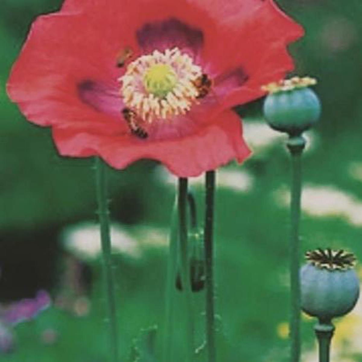 Organic Ornamental Poppy Opium - Metchosin Farm Seeds