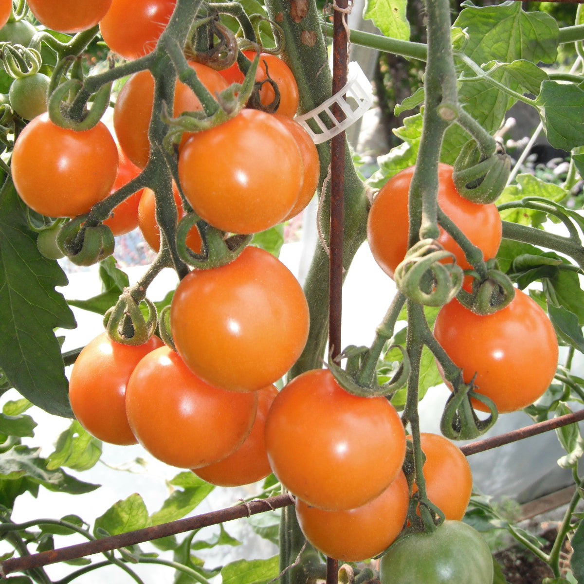 Organic 'Sungold' Cherry Tomato