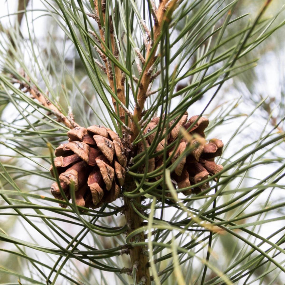 Pinus tabuliformis SEEDS