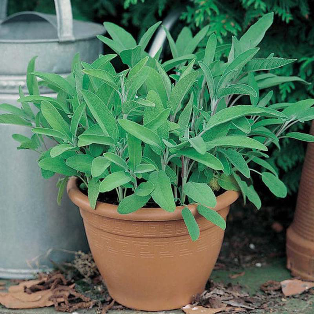Sage 8211 Mr Fothergill8217s Seeds