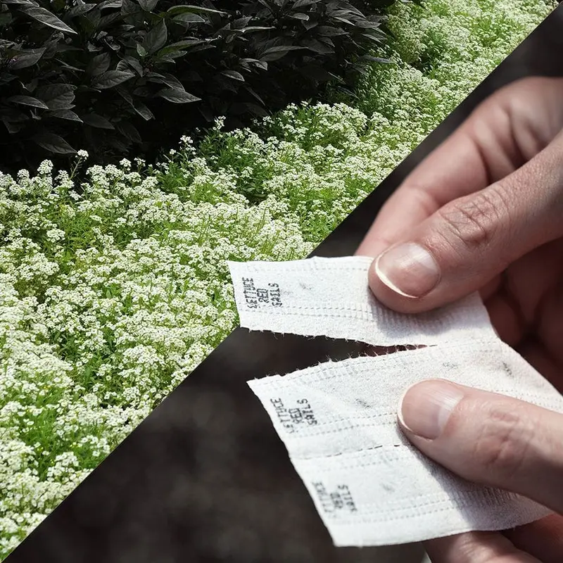 Sow Effortless Collection Sweet Alyssum Snow Crystals Seed Tape