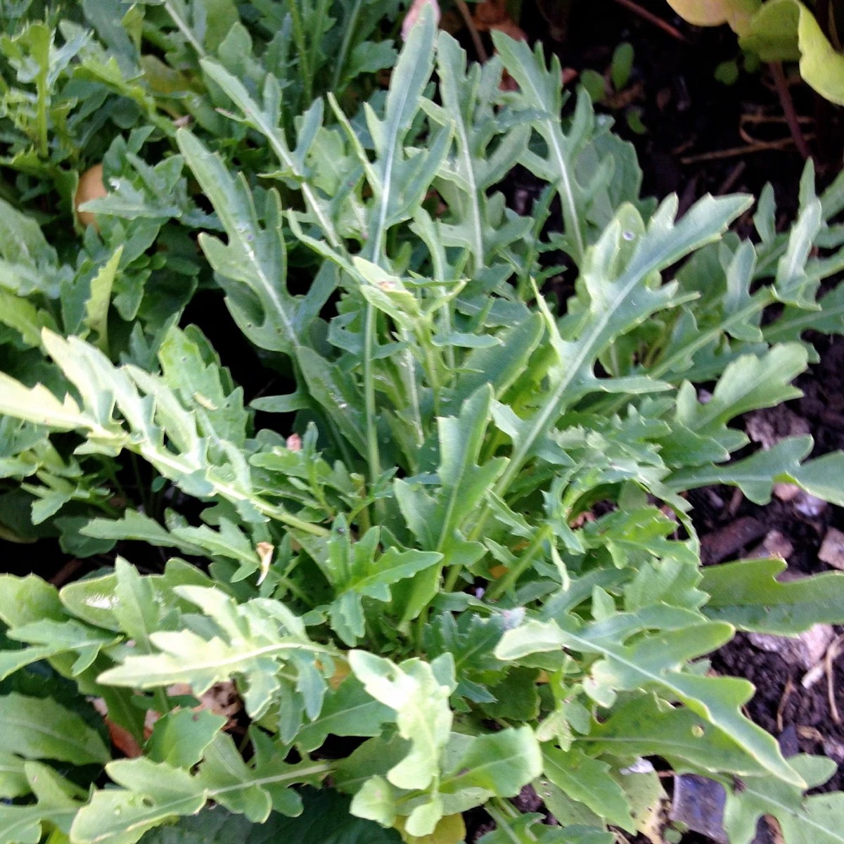 Sylvetta Arugula - 100 Seeds - Italian Rustic