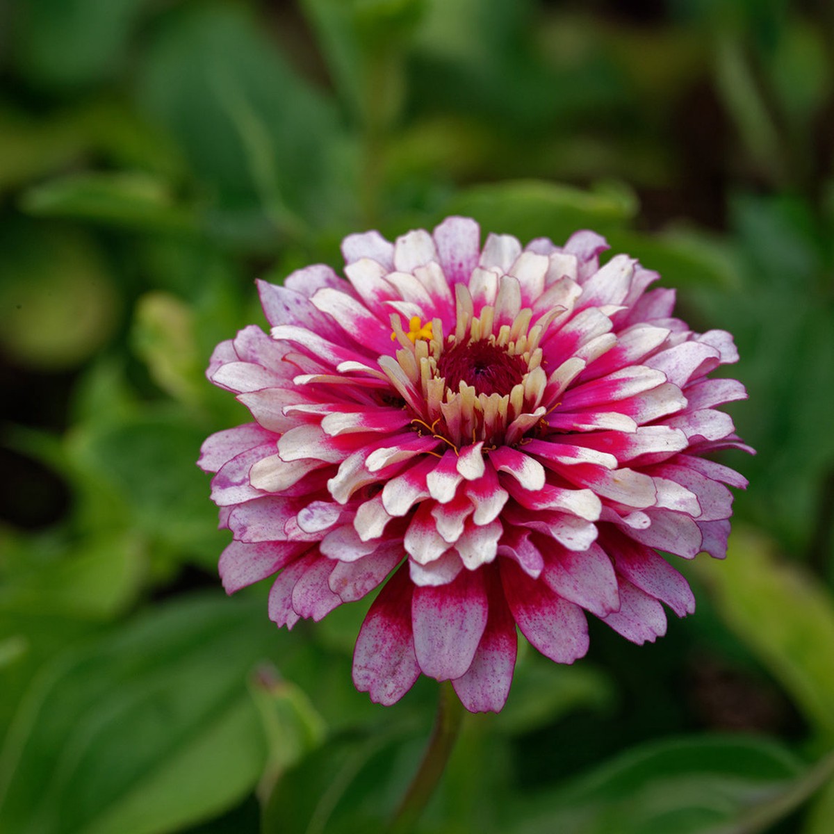 Zinnia Mazurkia