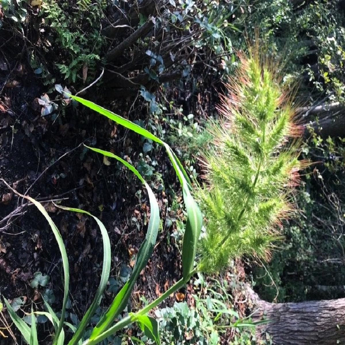 100 WALTER'S BARNYARD GRASS Wetland Ornamental Echinochloa Walteri Seeds