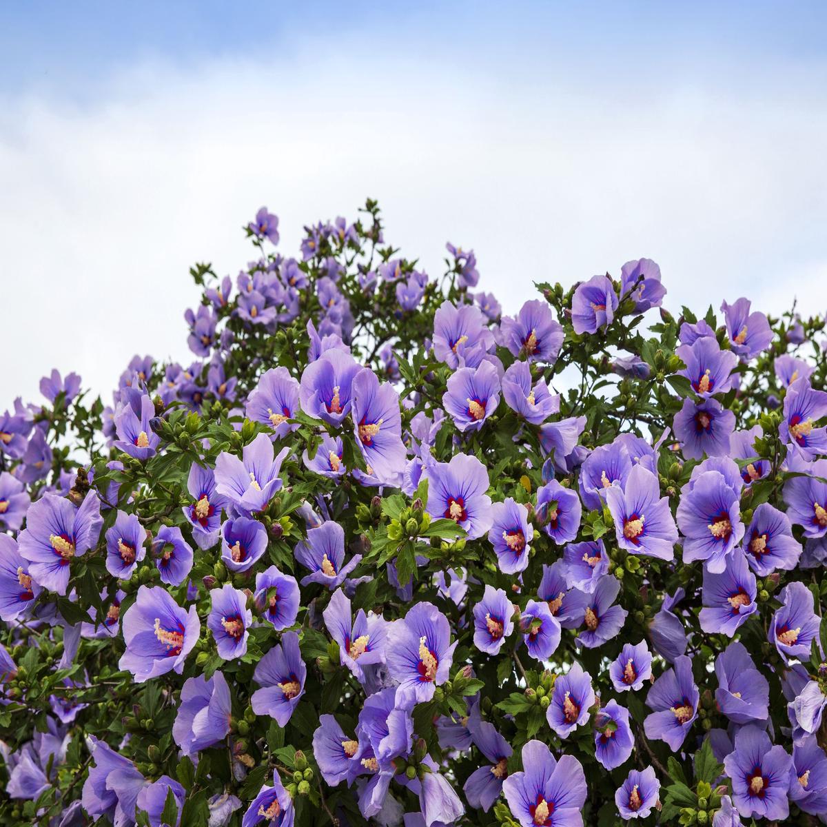 25 Purple ROSE Of SHARON HIBISCUS Syriacus Flower Tree Bush Seeds
