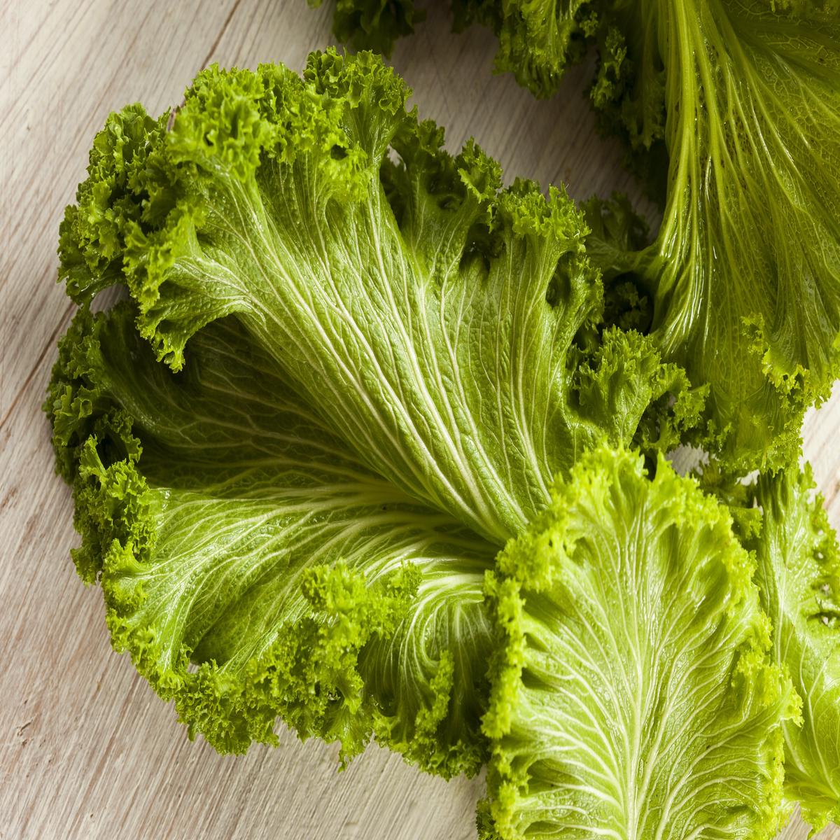 3000 Southern GIANT CURLED MUSTARD Ostrich Plume Brassica Juncea Vegetable Herb Seeds
