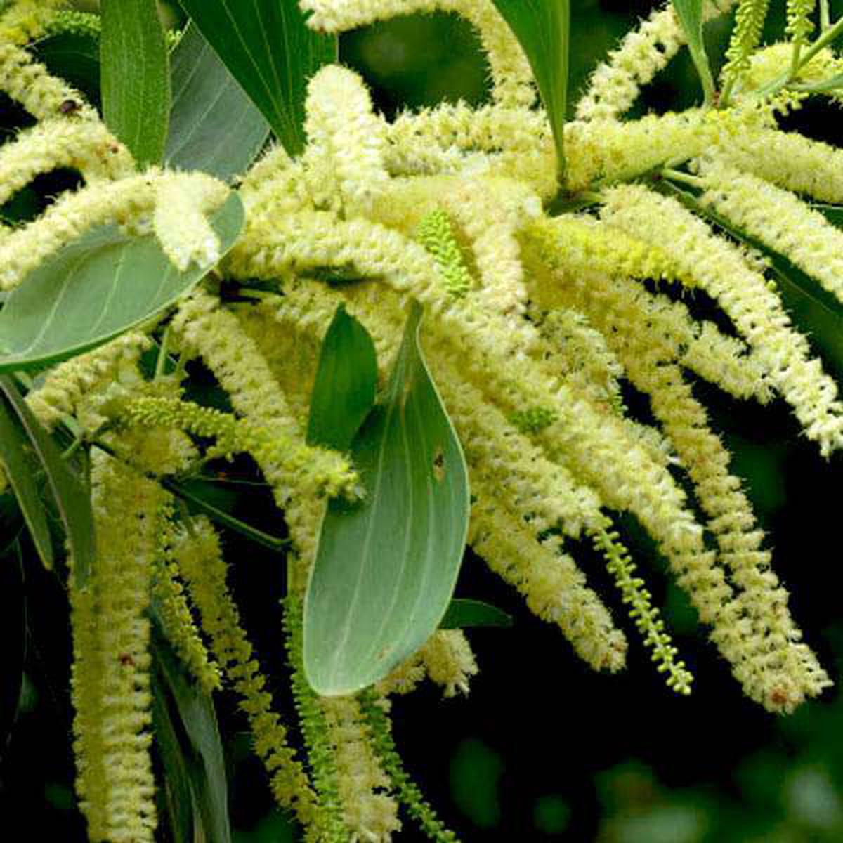Acacia Mangium - 0.5 kg Seeds - Default Title