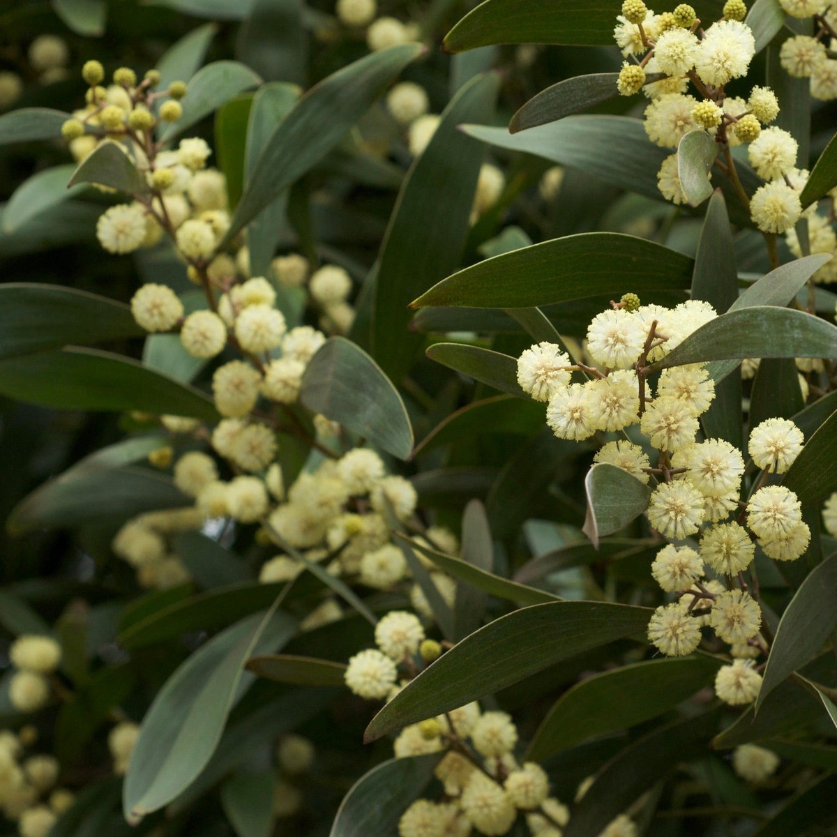 Acacia melanoxylon SEEDS