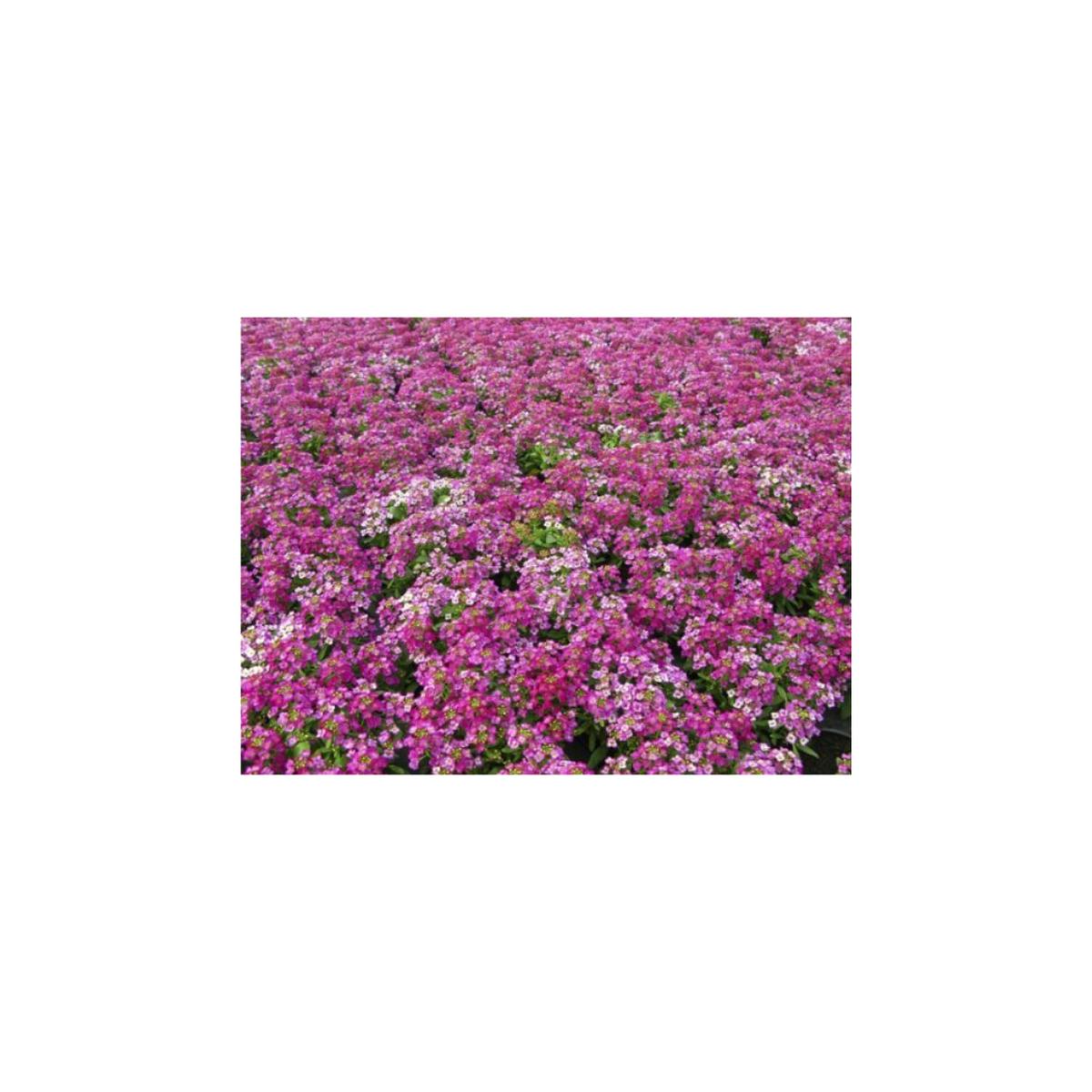 Alyssum Royal Carpet | OSC Seeds