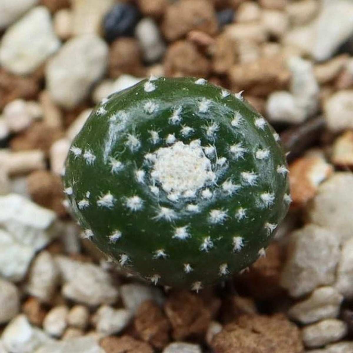 Blossfeldia subterranea (Bolivia) SEEDS