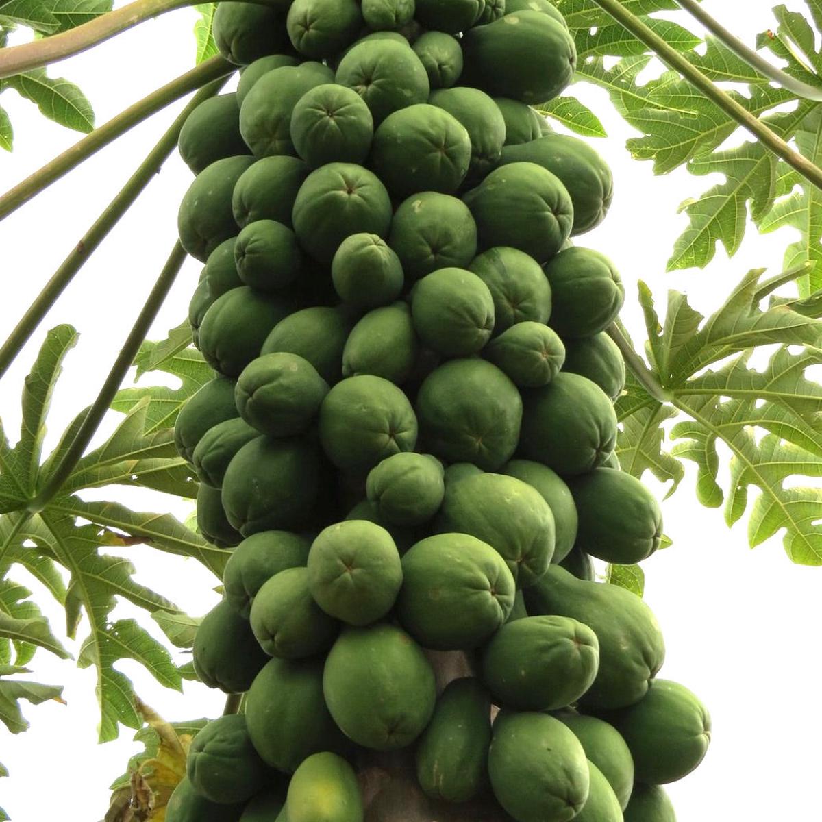 Carica papaya cv 'SOLO' SEEDS
