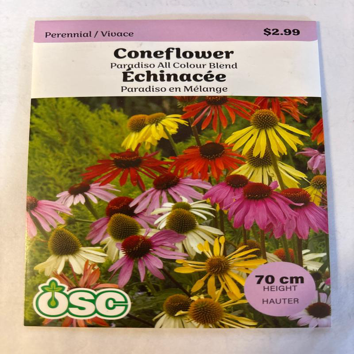 Coneflower Seed Packets  Paridosa All Colour Blend