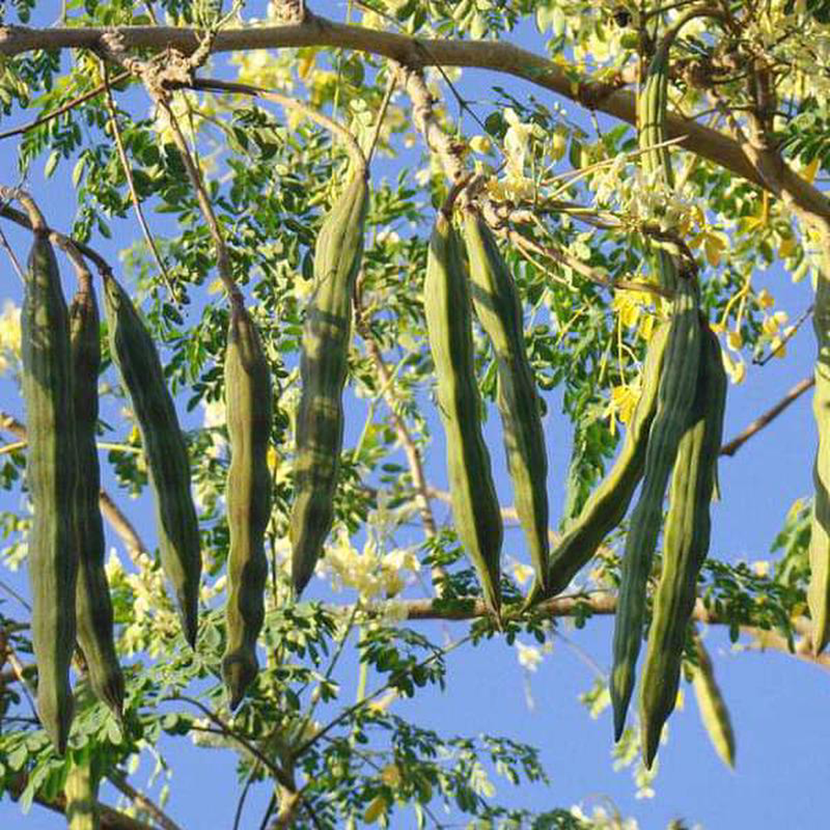 Drumstick Moringa 8211 05 kg Seeds