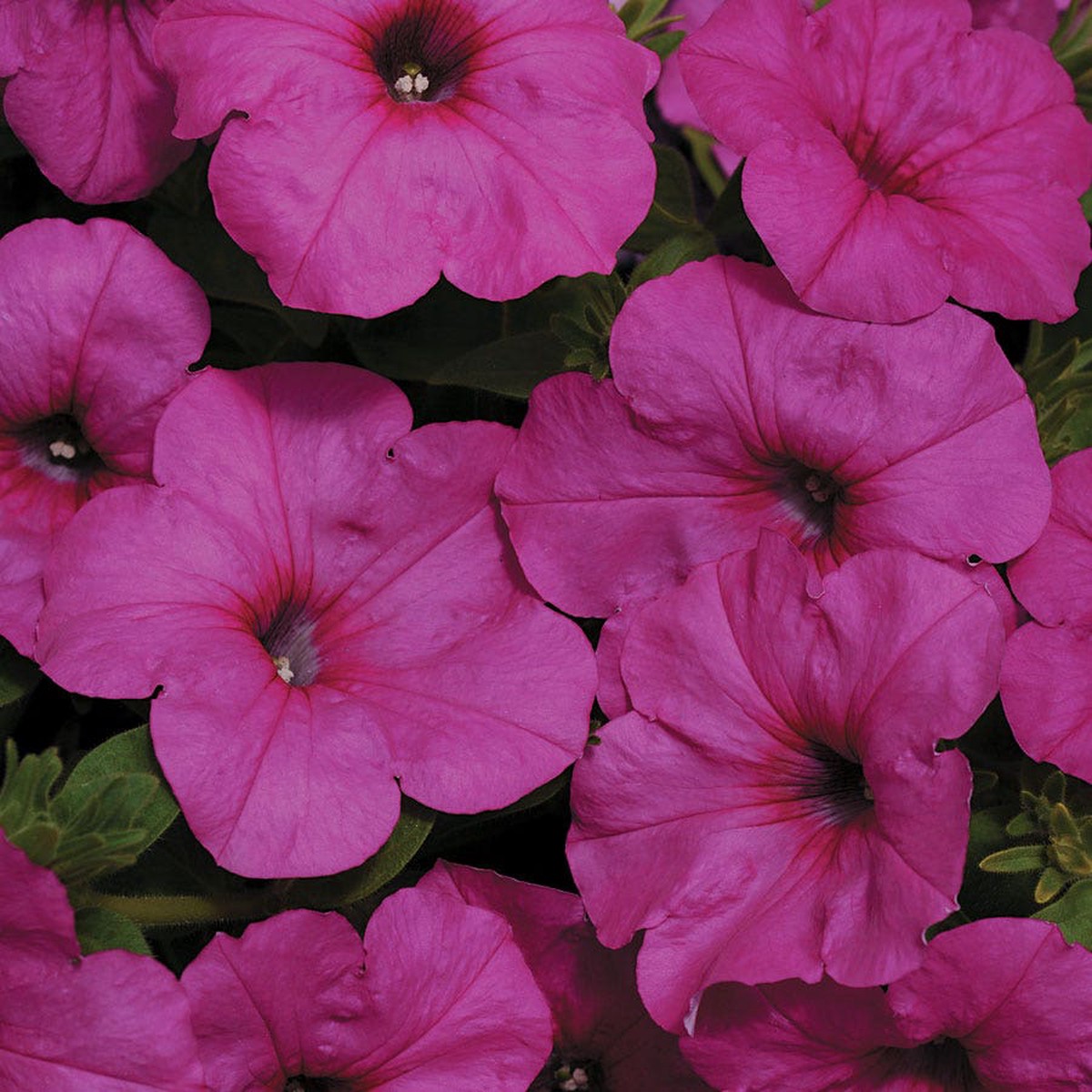 Easy Wave Neon Rose Petunia Seeds