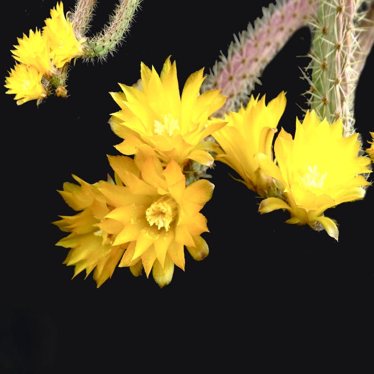 Erdisia squarosa SEEDS