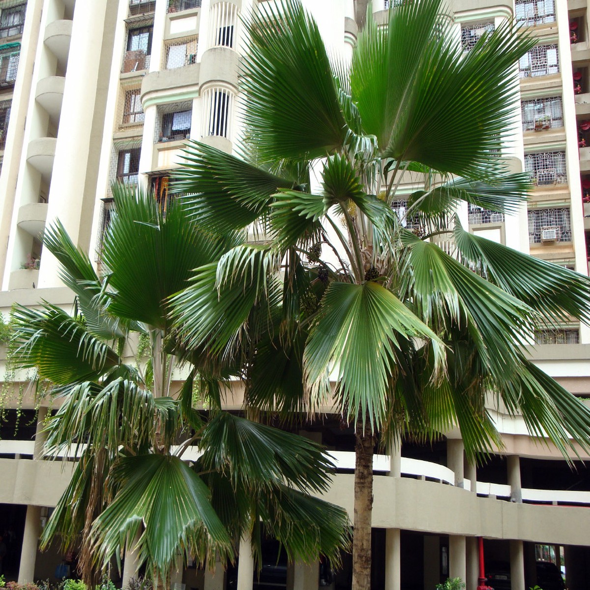 Fiji Fan Palm 5 Seeds - Pritchardia pacifica