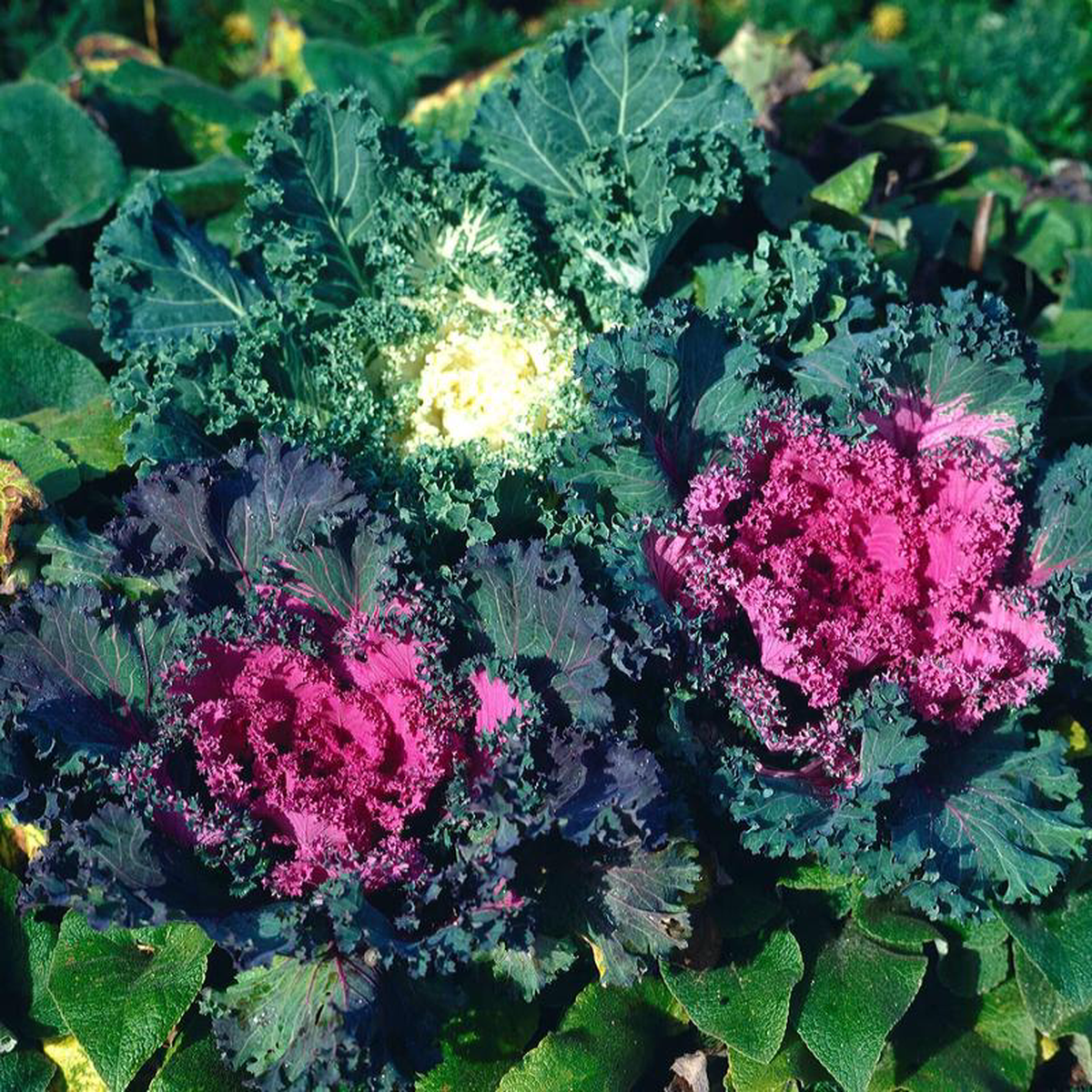 Flowering Kale 8211 Ontario Seed Company