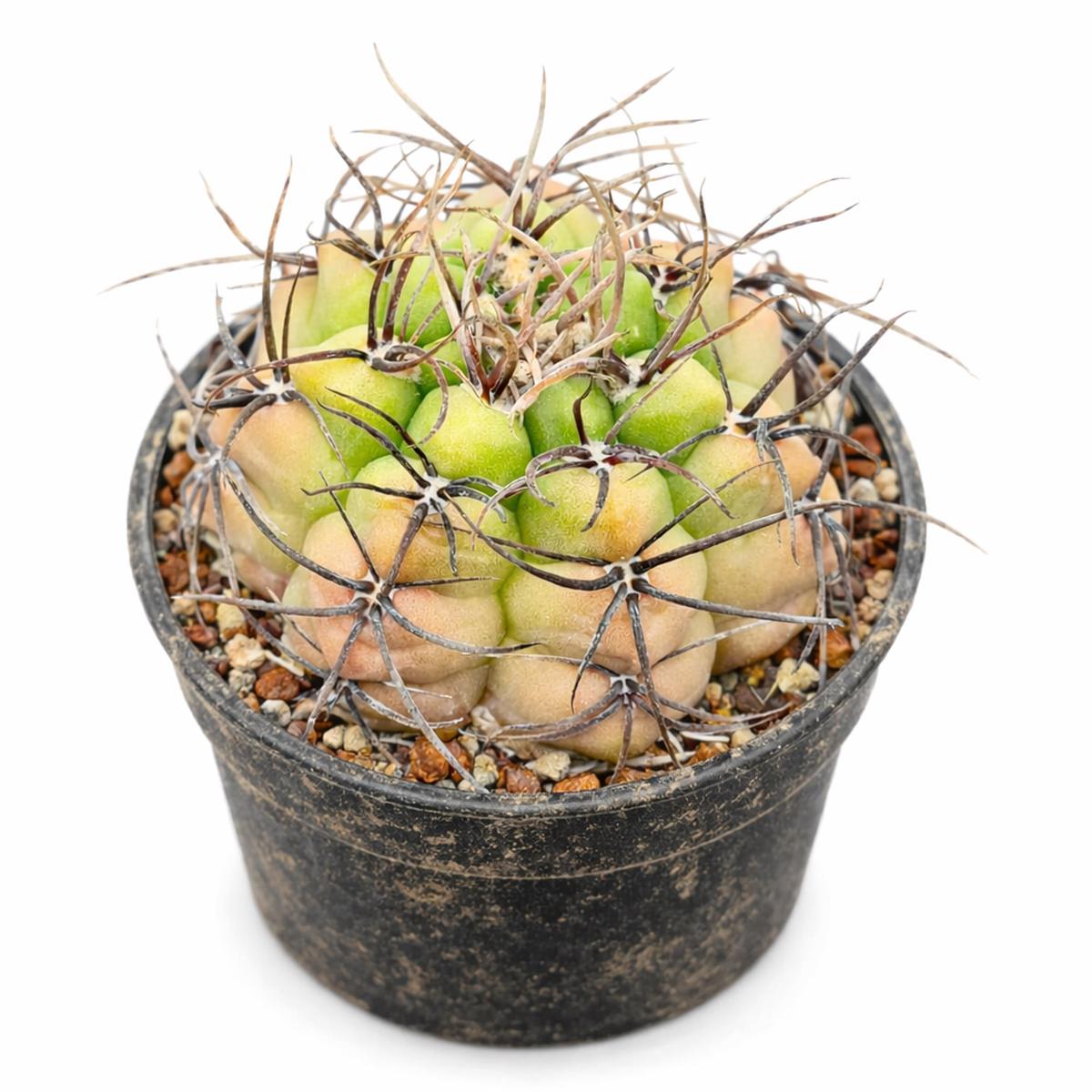 Gymnocalycium megalothelos SEEDS