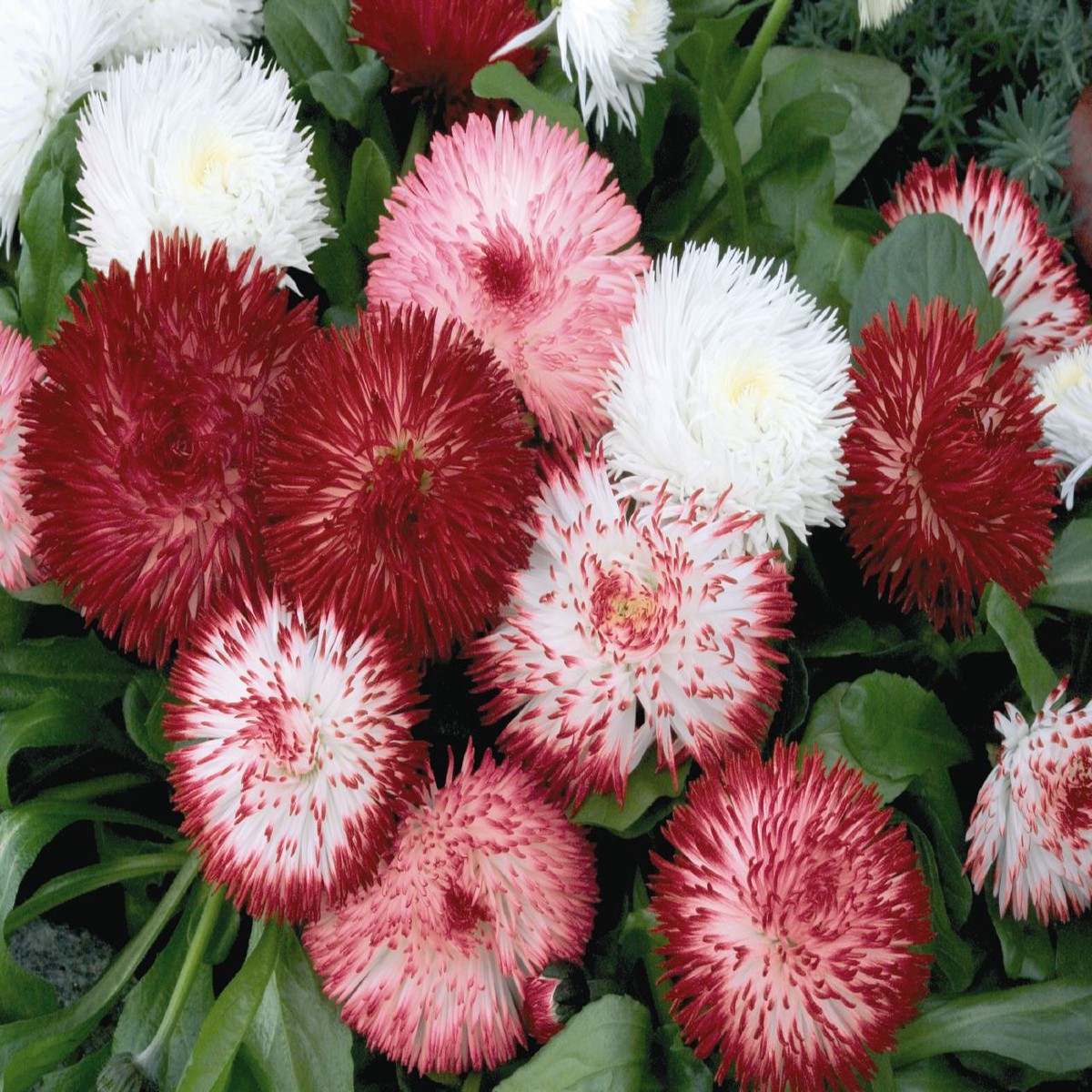 Habanera Mix Bellis Daisy - 20 Seeds