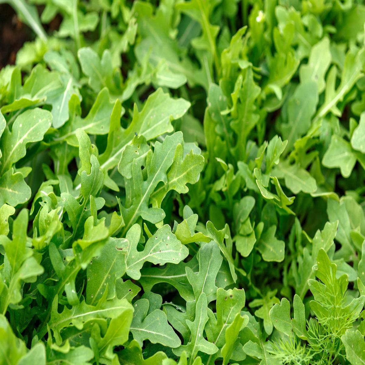 Kings Seeds Salad Leaf Rocket 1000 Seeds