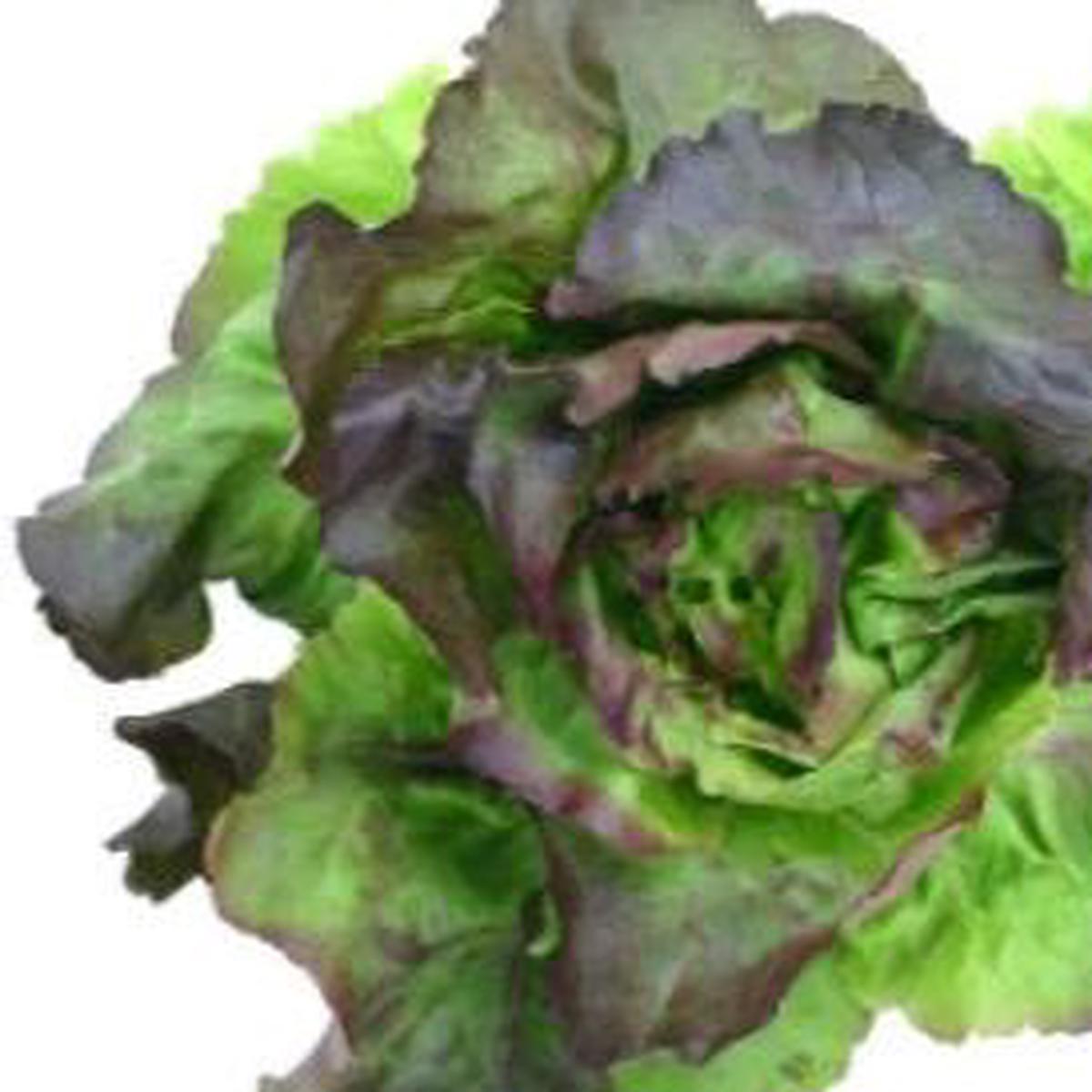 Lettuce Marveille Four Seasons - Aimer's Organic Seeds