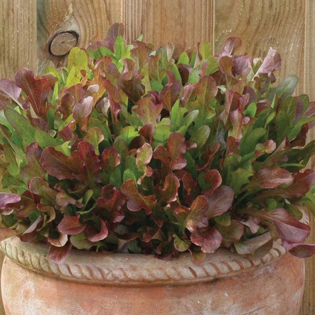 Lettuce Red Leaves Mix - Mr. Fothergill's Seeds