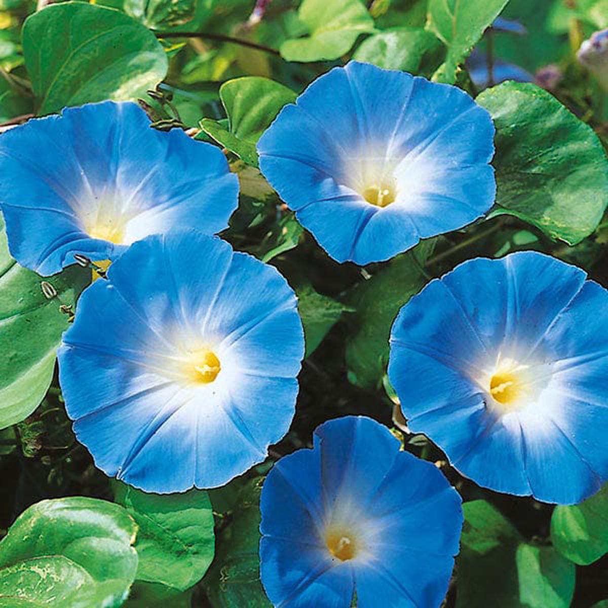 Morning Glory Heavenly Blue - Mr. Fothergill's Seeds