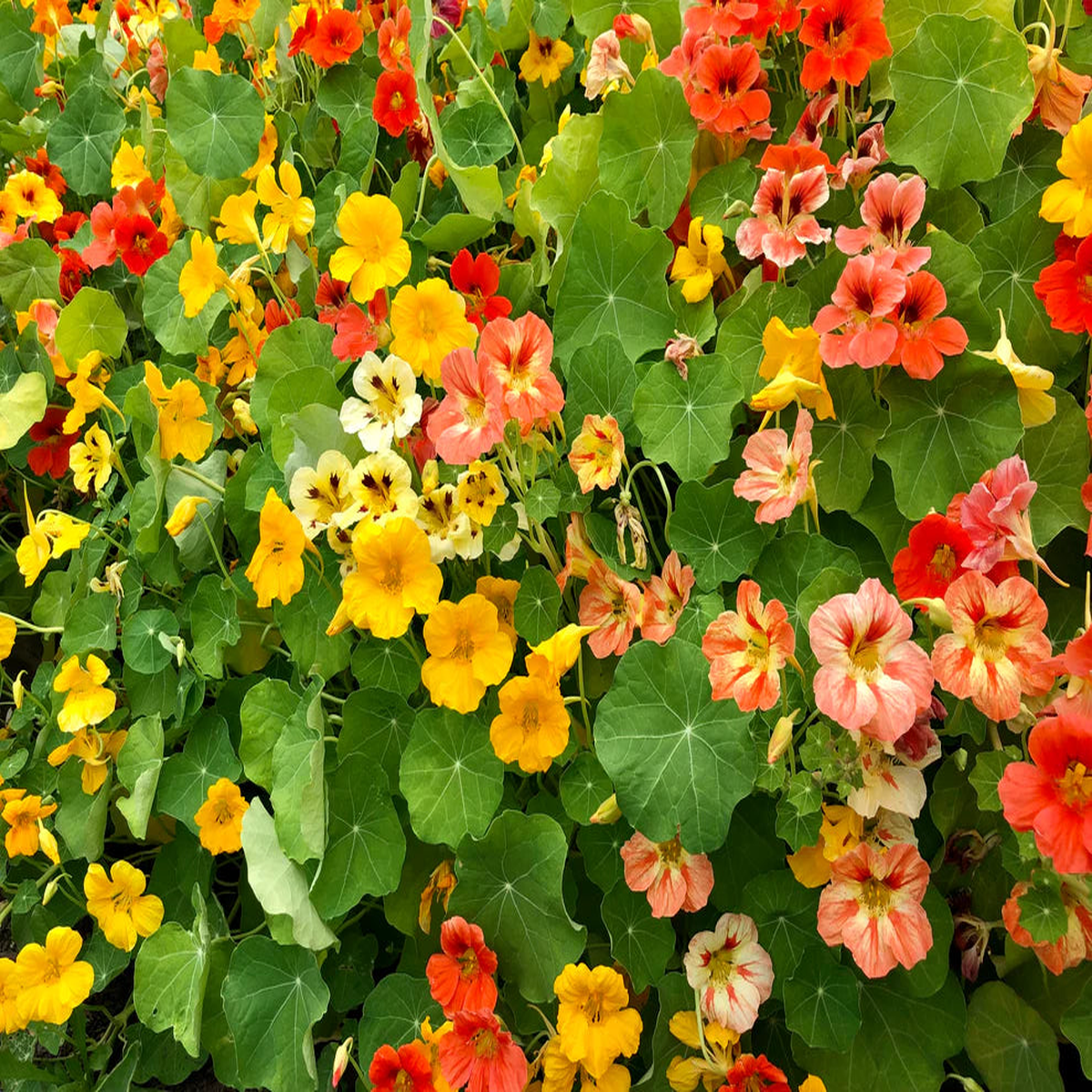 Nasturtium Joy Mix - Saanich Organics
