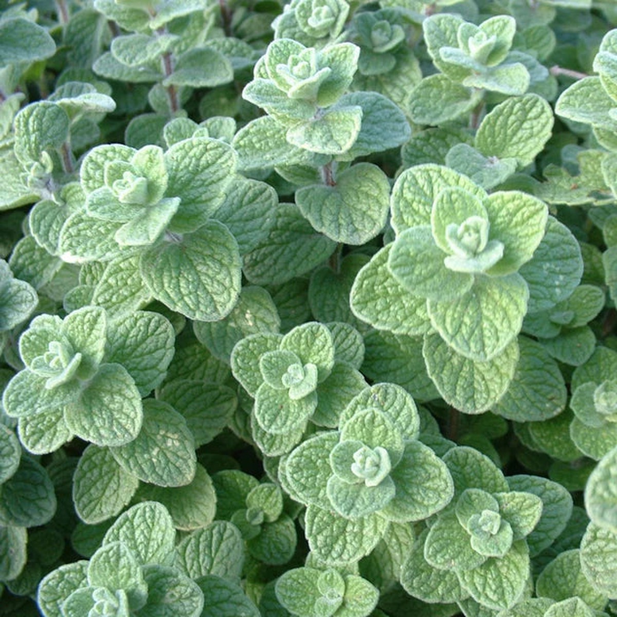 Oregano - Zaatar Oregano Certified Organic