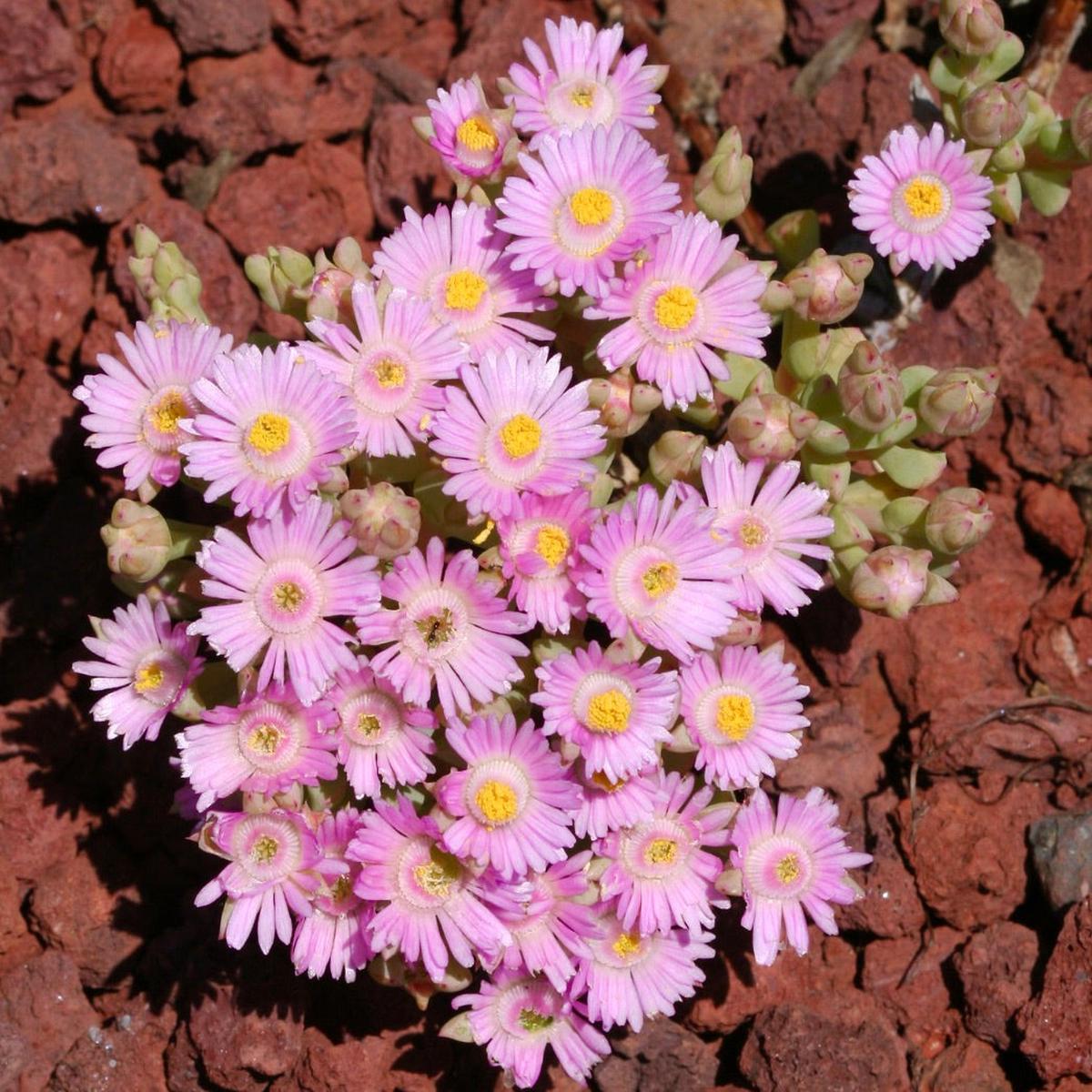 Oscularia deltoides SEEDS