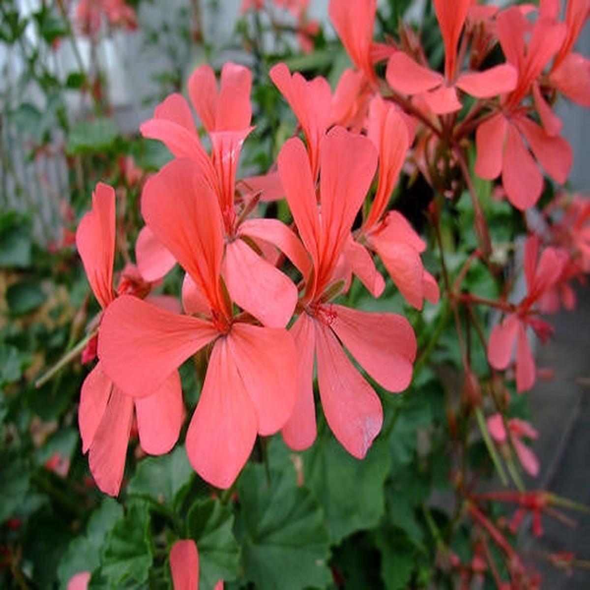 Pelargonium Salmoneum - Indigenous South African Shrub - 5 Seeds