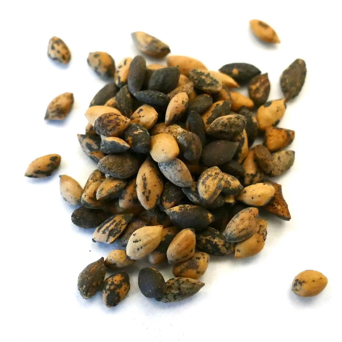 Pinus tecunumanii SEEDS - 100 Seeds