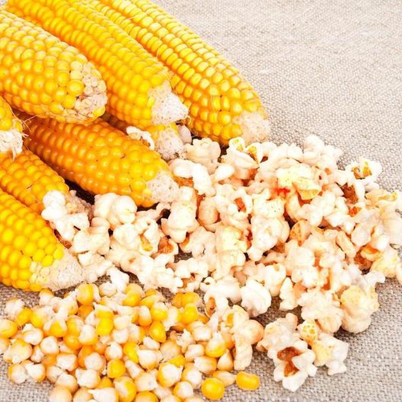 Popcorn Corn