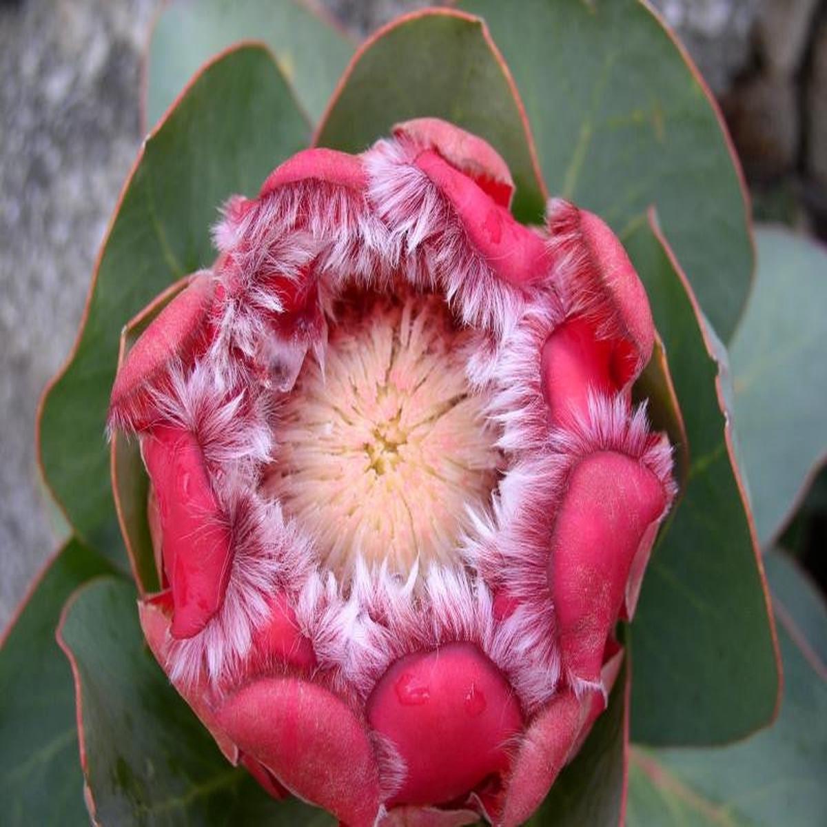 Protea Grandiceps - Princess Protea - 5 Seeds
