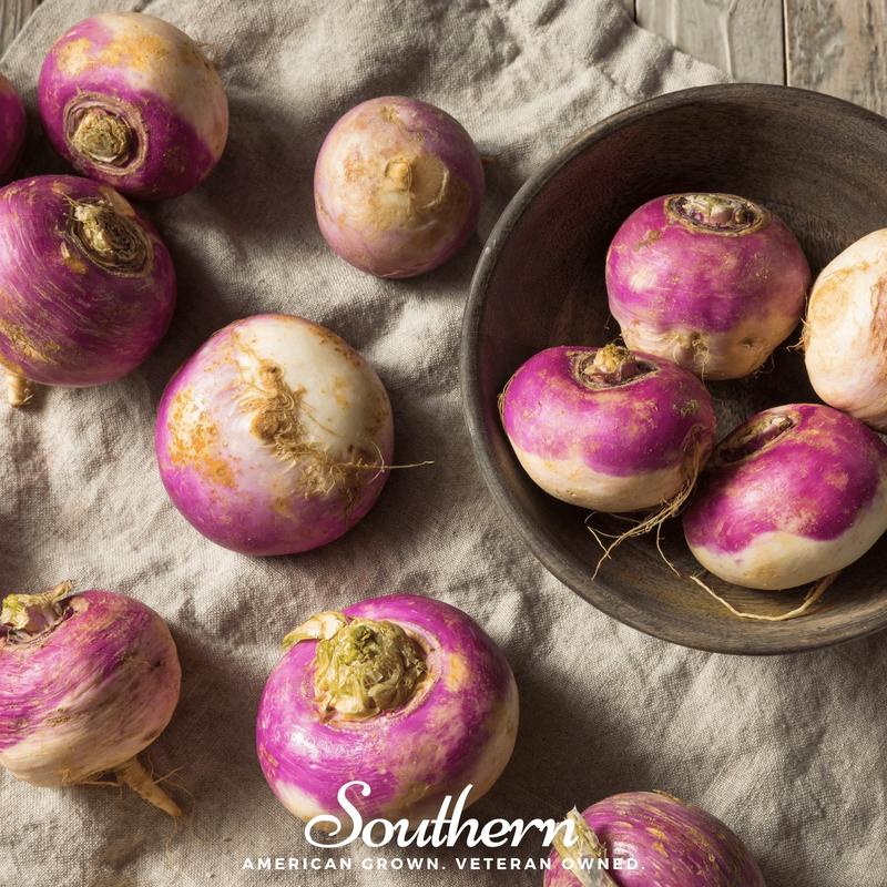 Purple Top White Globe Turnip  250 Seeds