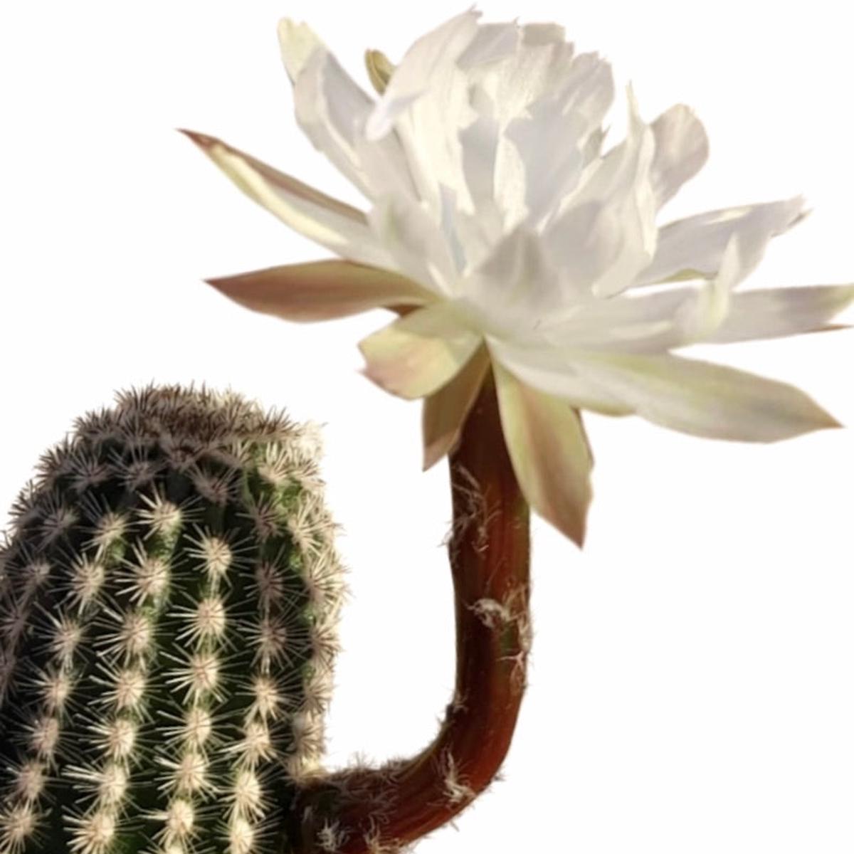 Pygmaeocereus akersii SEEDS