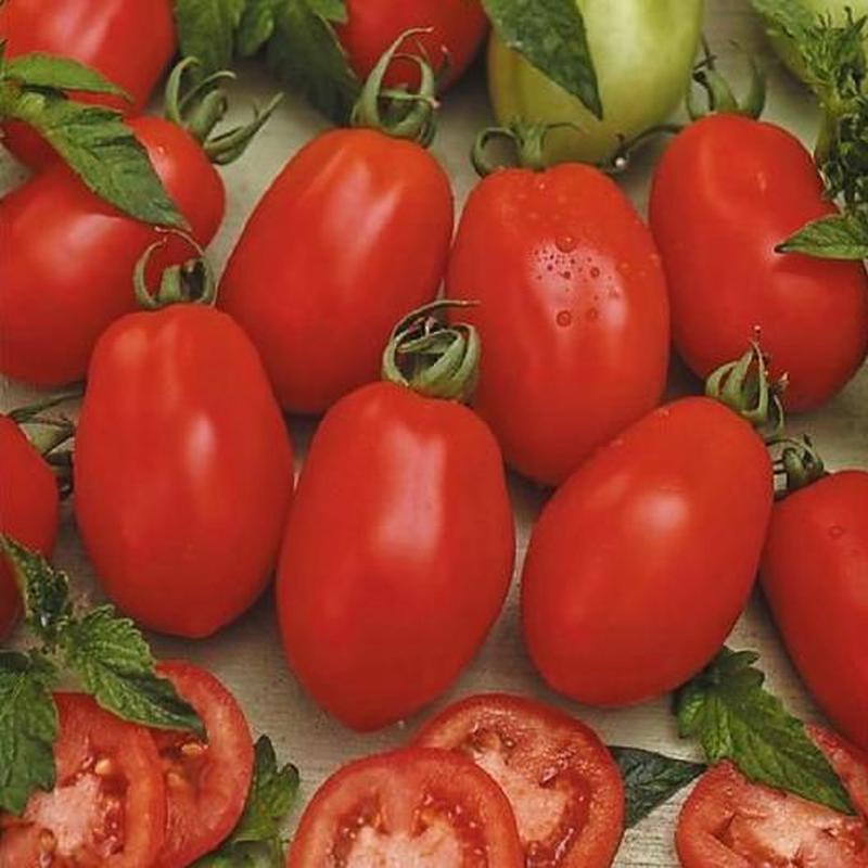 Rio Grande Tomato