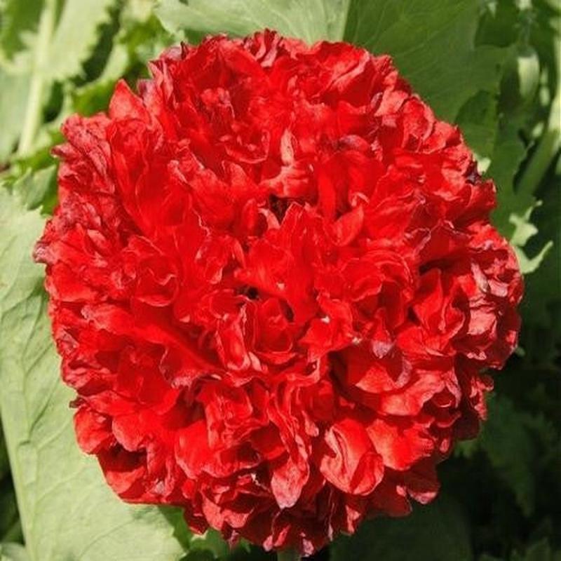 Scarlet Peony Poppy - Papaver Paeoniflorum - Annual Flower - 20 Seeds
