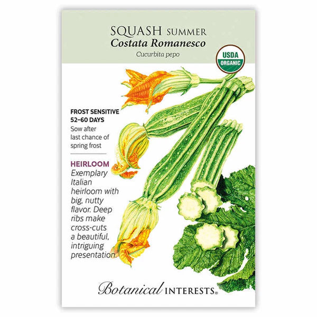 Squash Summer, "Costata"