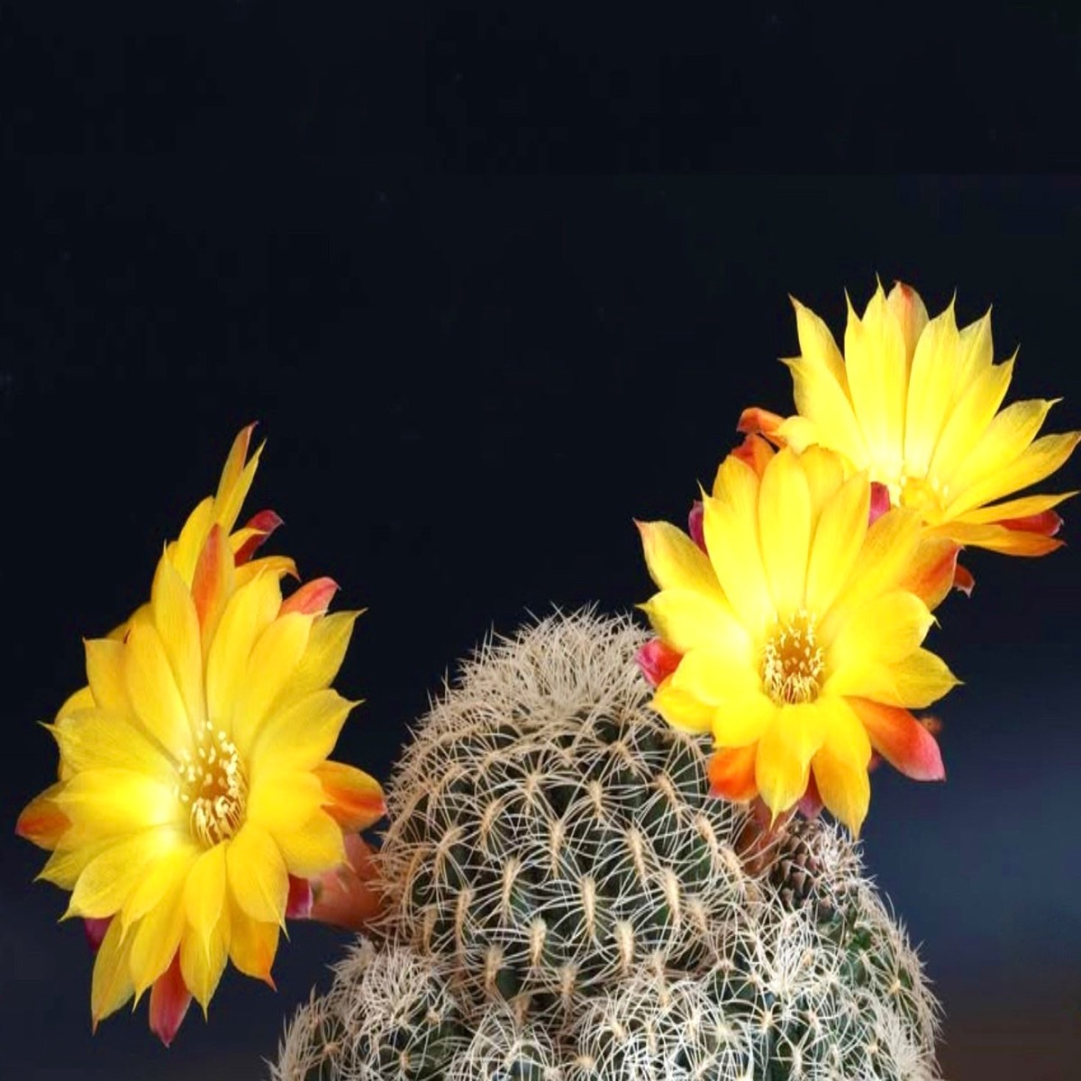 Sulcorebutia cardenasiana SEEDS