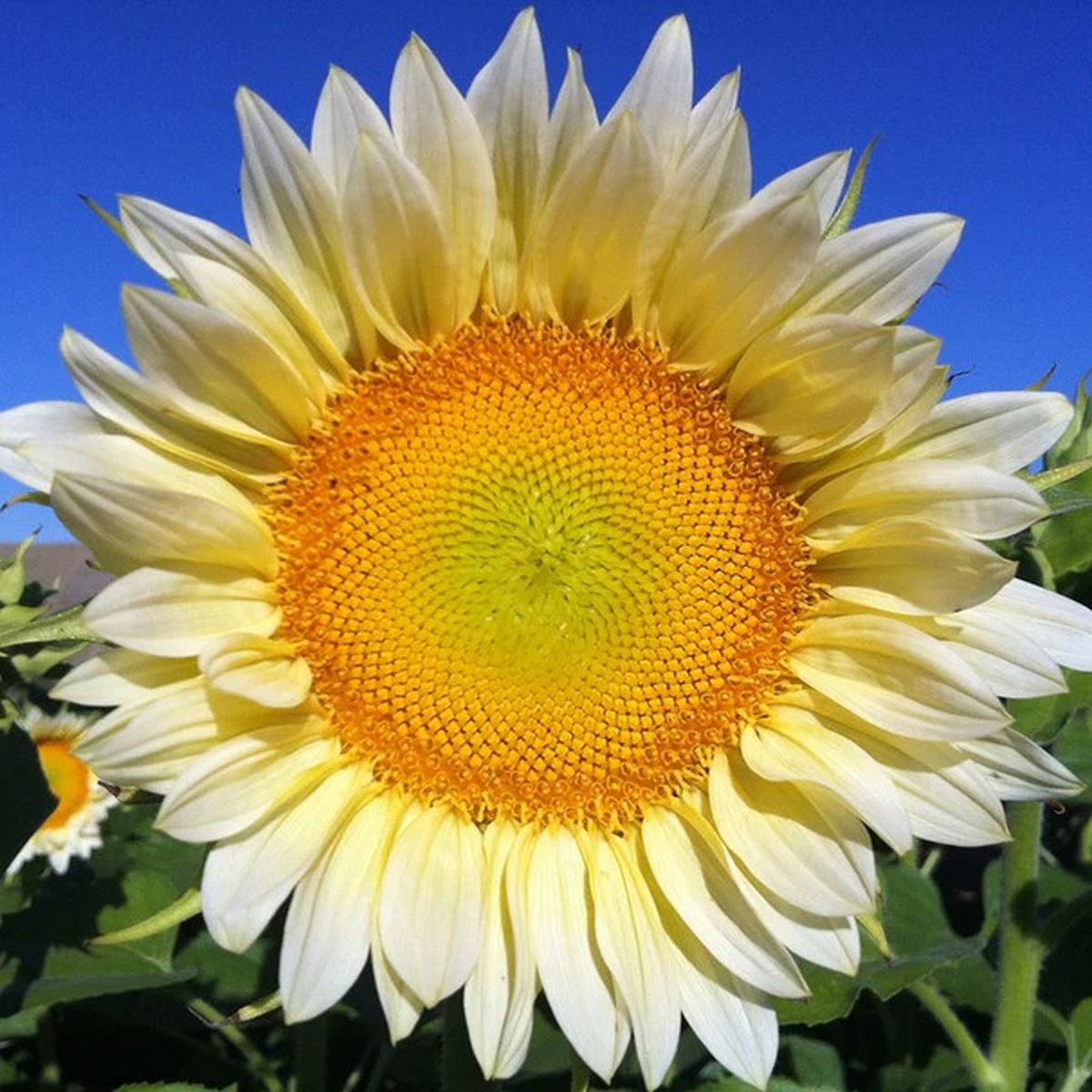 Sunflowers - ProCut White Lite F1