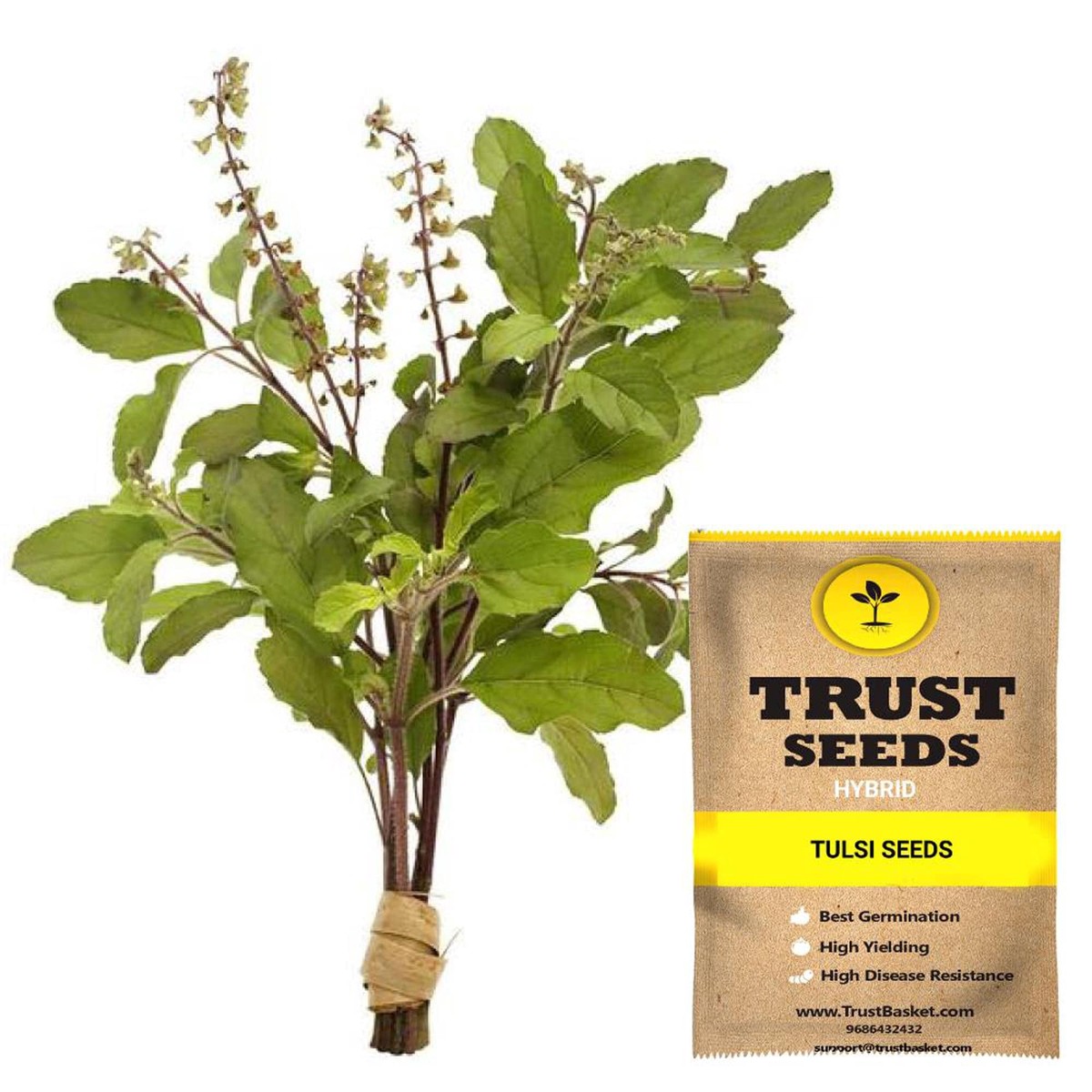 Tulsi Seeds (Hybrid)