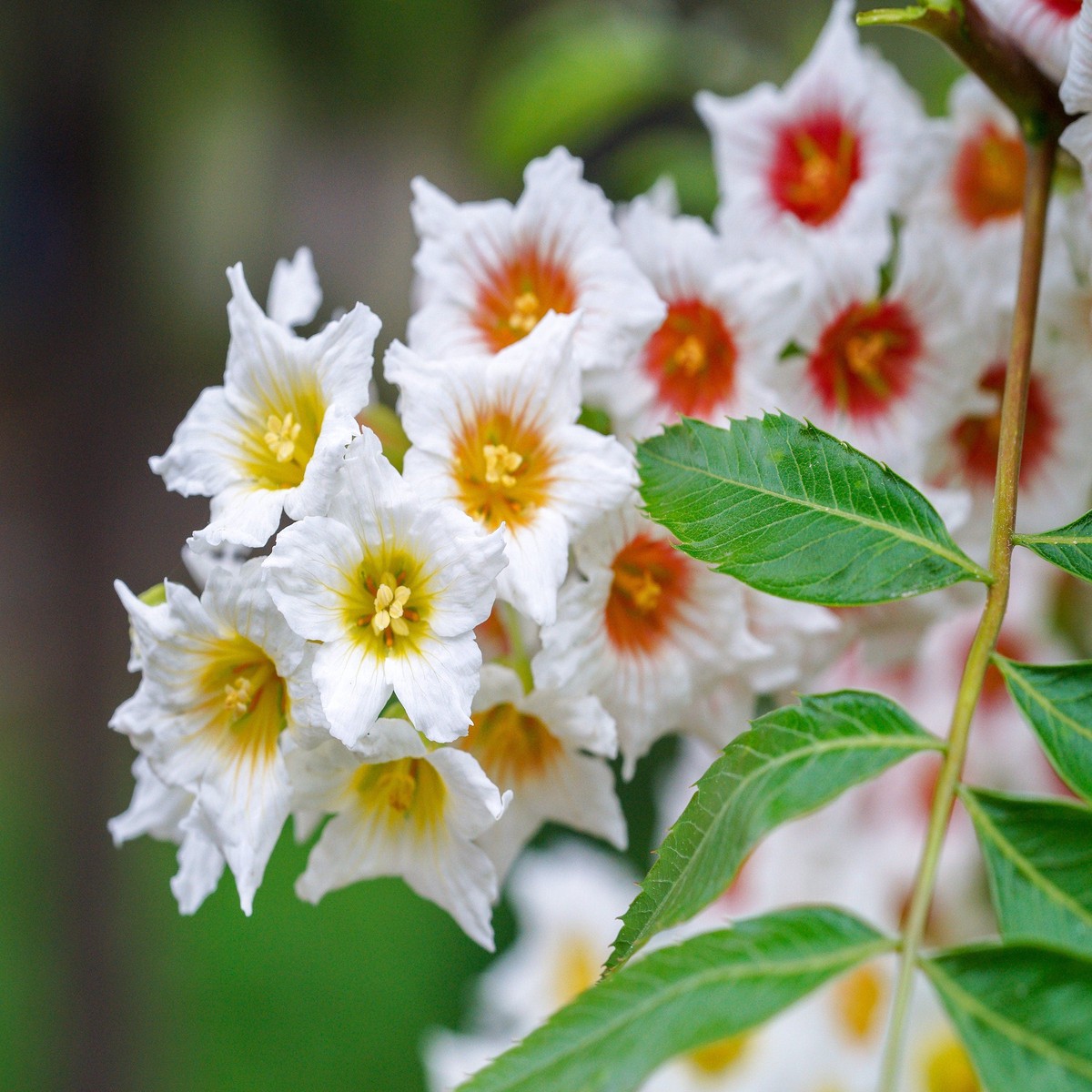5 YELLOWHORN TREE XanthocerasSorbifolium aka Goldenhorn, Raintree, Chinese Flowering Chestnut - White Yellow Red Fragrant Flower Seeds