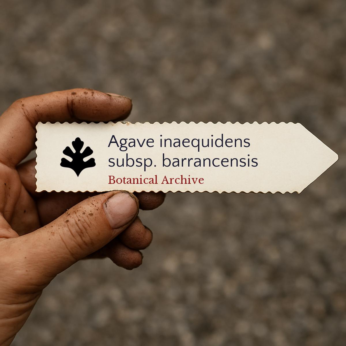Agave inaequidens subsp. barrancensis SEEDS
