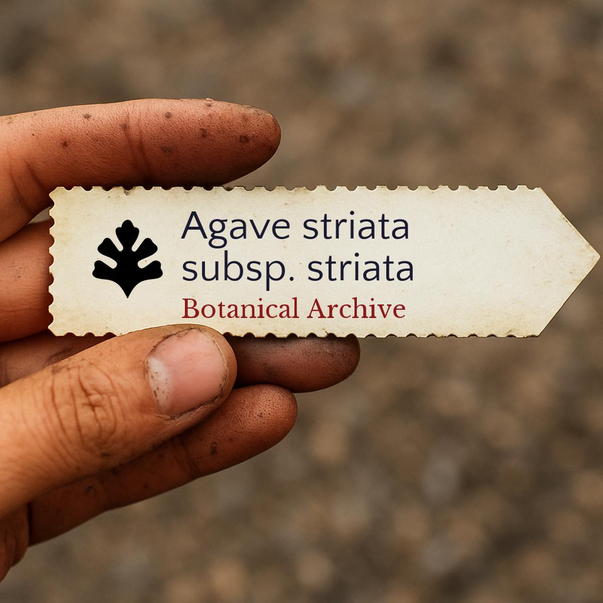 Agave striata subsp. striata SEEDS